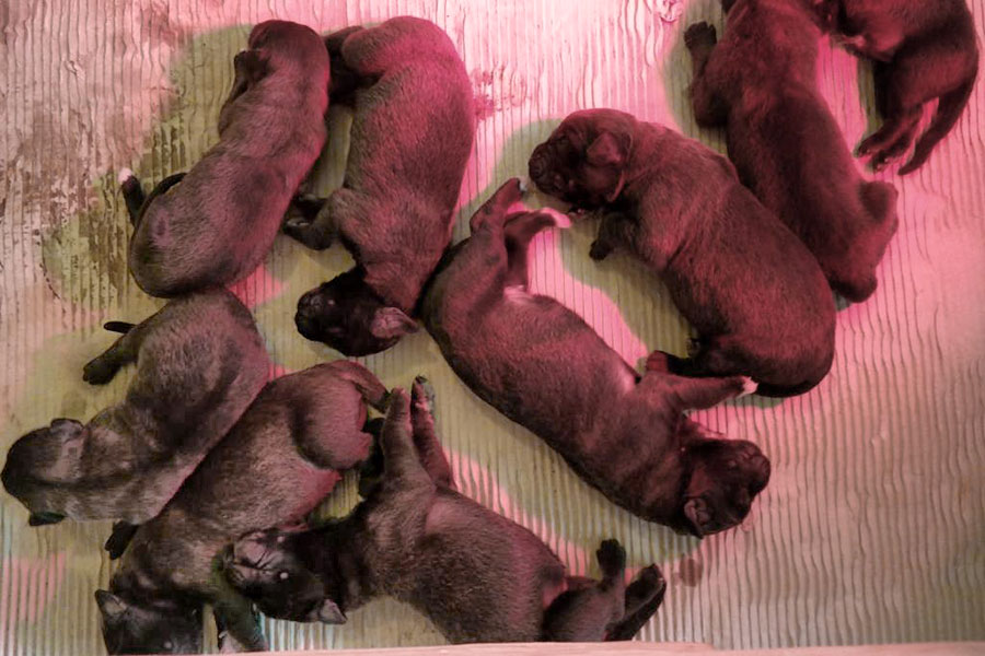 Első alom - kilenc kiskutya született május tizedikén
